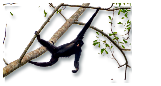 Real spider monkey hanging from a branch