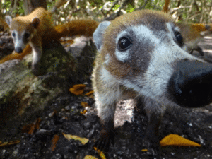 The Coati can Be Found In Playa Del Carmen Mexico and at Sandos Caracol Eco Resort