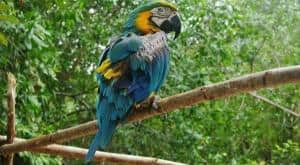 Macaw Sandos Caracol Eco Wildlife