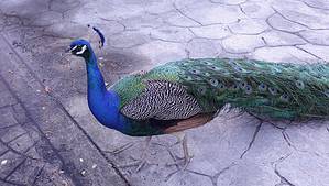 Sandos Caracol Peacock