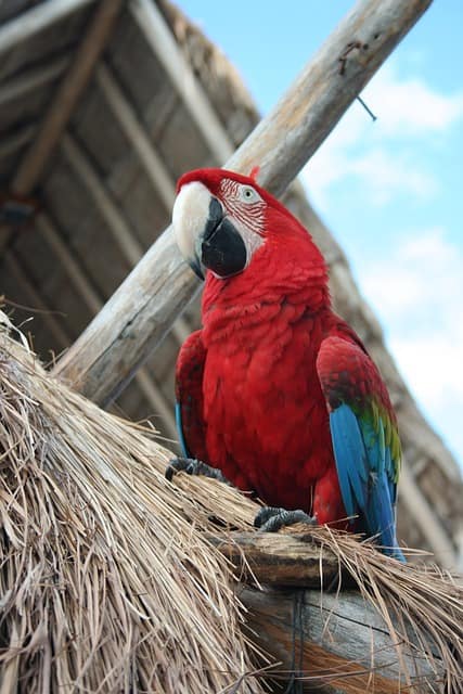 Yucatan Parrot (Playa Del Carmen)